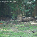 20090423 Singapore Zoo  23 of 97 